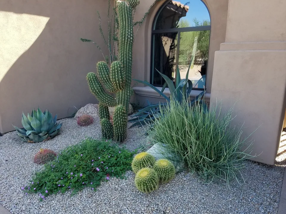 Cactus Window Planting