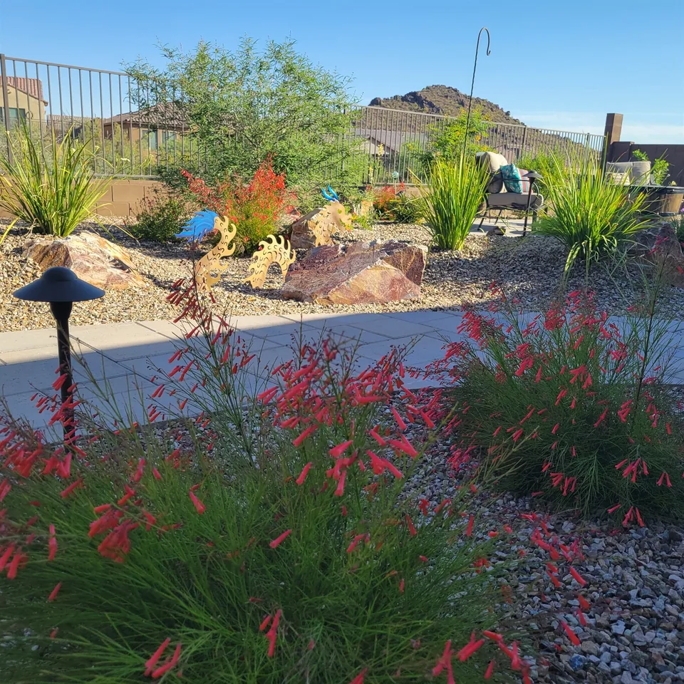 Colorful Desert Planting