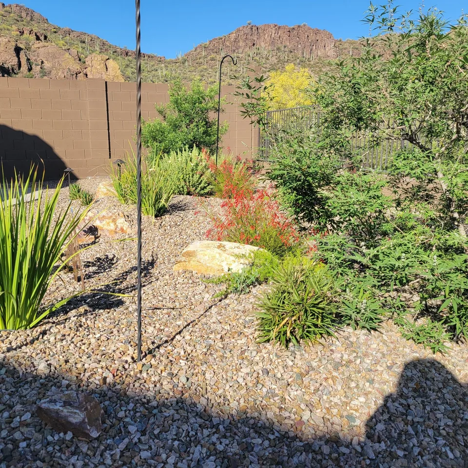Layered Desert Planting